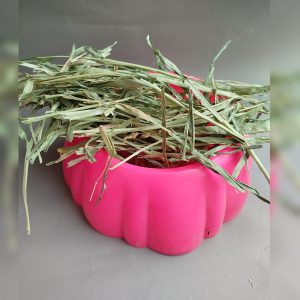 علوفه خرگوش و خوکچه بالغ- Sweet grass